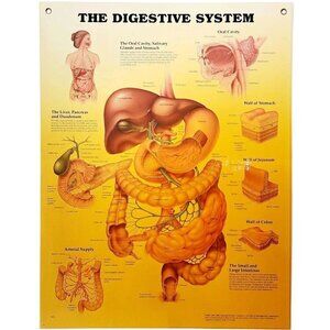 2000 Digestive System Anatomical Chart Laminated Poster Medical Hospital GstRm